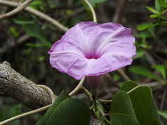 Ipomoea carnea