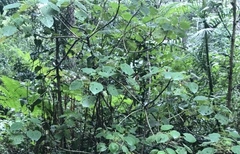 Dendrocnide moroides