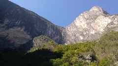 Rhynchopsitta terrisi