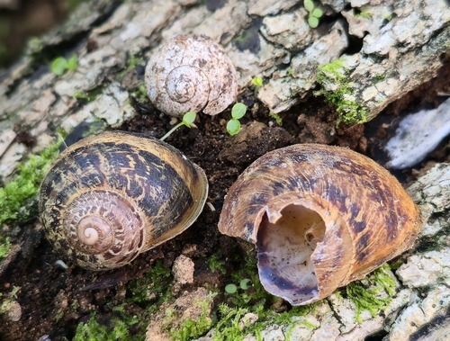 Garden Snail