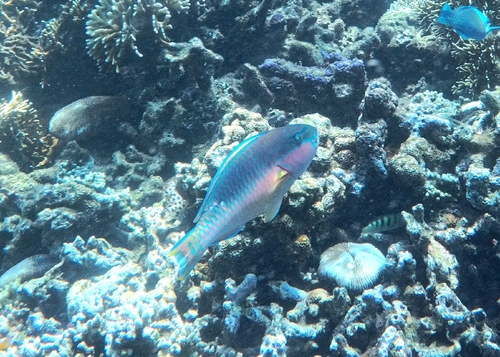 Chlorurus capistratoides observed 2026-05-28