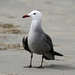 Heermann's Gull - Photo (c) Robin Gwen Agarwal, some rights reserved (CC BY-NC)