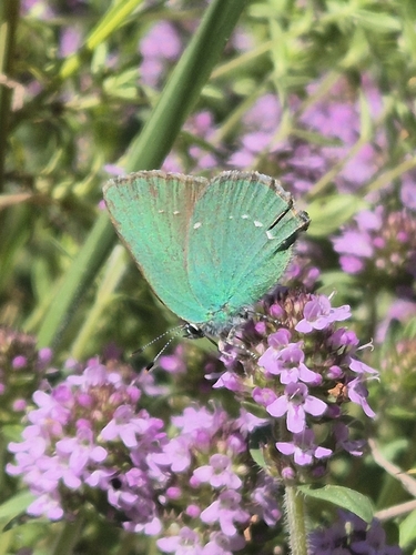 Green Hairstreak