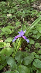 Iris graminea, photograph (c) Conrad Altmann, some rights reserved (CC BY)