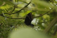 Morpho helenor achillides