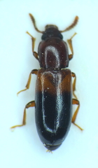 Corticeus bicolor