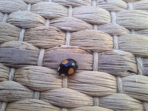 Asian Lady Beetle