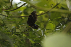 Morpho helenor achillides