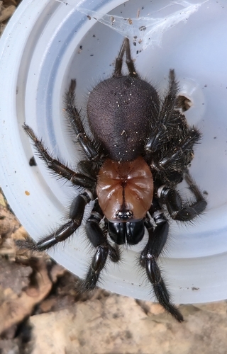 Black Tunnelweb Spider