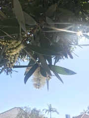 Melaleuca leucadendra