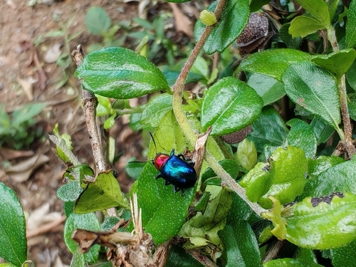 Parheminodes pulcher