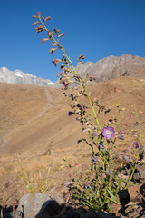 Malesherbia linearifolia