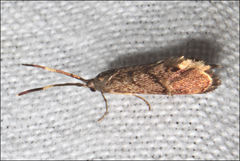 Piestoceros conjunctella