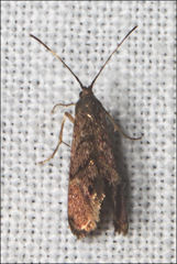 Piestoceros conjunctella