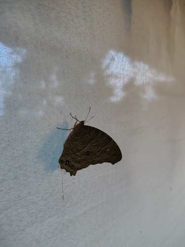 Common Evening Brown