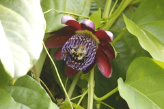 Passiflora alata