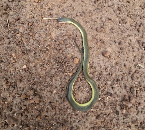 Murphy's Mud Snake