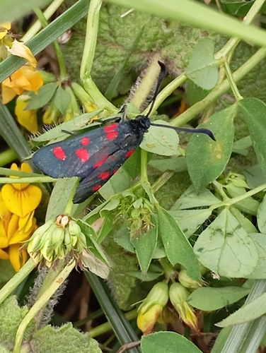 Five-spot Burnet
