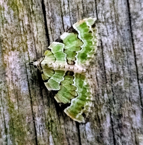 Green Carpet