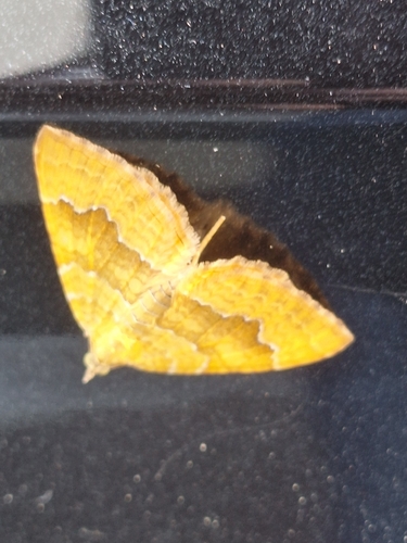 Yellow Shell Moth