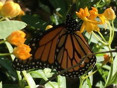 Danaus plexippus