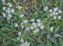 Carum carvi