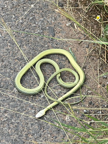 Golden Tree Snake