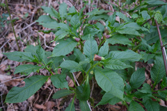 Scopolia carniolica