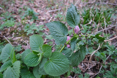 Lamium orvala