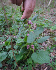 Lamium orvala