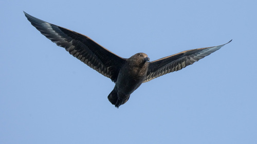 iNaturalist image