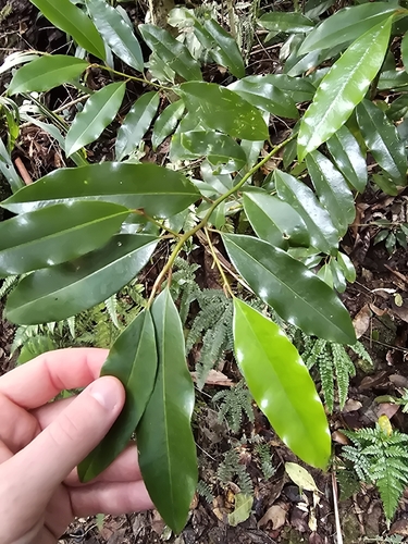 Galbulimima belgraveana observed 2026-05-29
