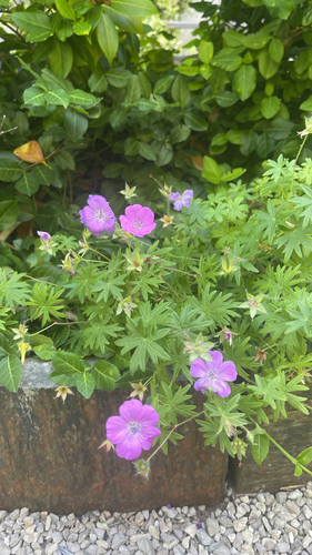 Bloody Crane's-bill