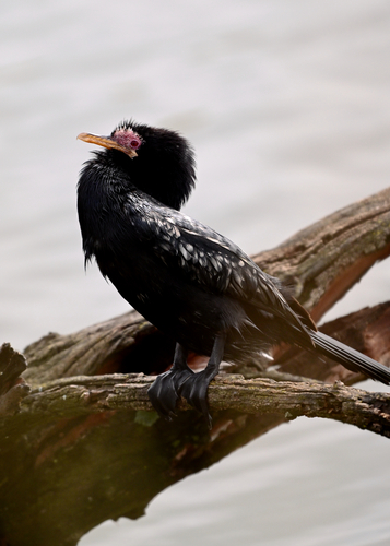 iNaturalist: (c) maddyboy, some rights reserved (CC BY-NC) iNaturalist image