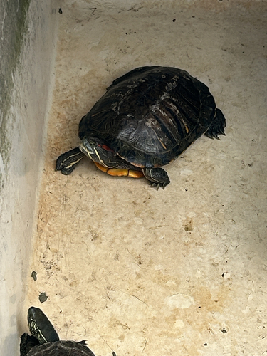 Pond Slider