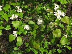 Crataegus ouachitensis