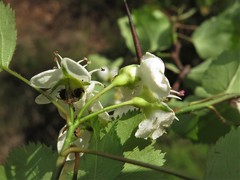 Crataegus ouachitensis