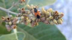 Melanopleurus belfragei