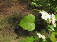 Crataegus ouachitensis