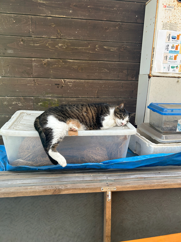 Domestic Cat