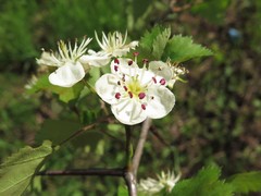Crataegus ouachitensis