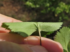 Crataegus ouachitensis