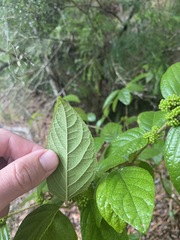 Callicarpa candicans