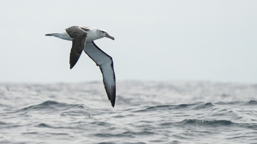 iNaturalist image