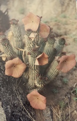 Hoodia currorii currorii