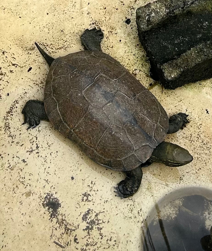 Chinese Pond Turtle