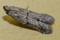 Vitula serratilineella