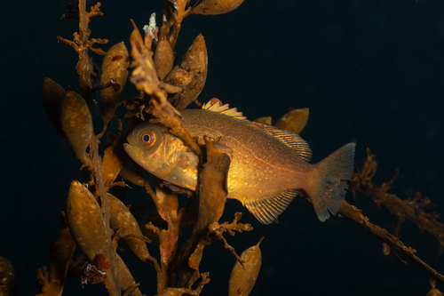 Antarctic butterfish (Hyperoglyphe antarctica) — Centrolophidae