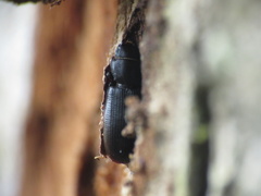 Trogossitidae