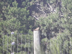 Alauda arvensis arvensis